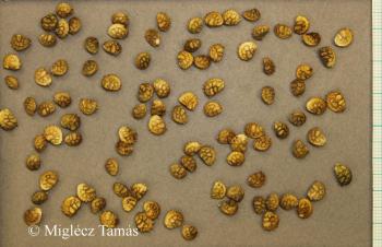 Onobrychis viciifolia agg. 3.Image