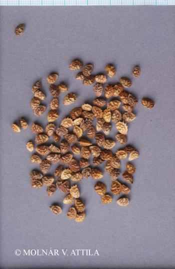 Onobrychis viciifolia agg. 4.Image