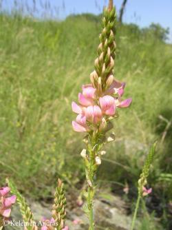 Onobrychis viciifolia agg. 2.Image