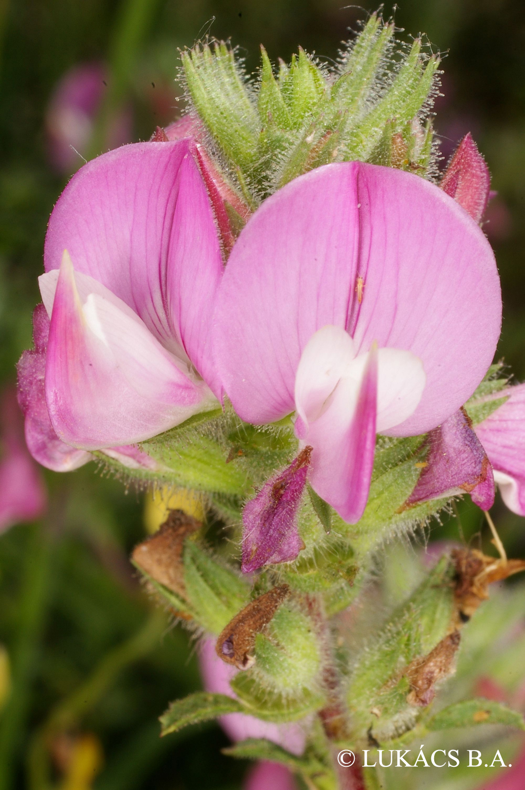 Ononis arvensis L.