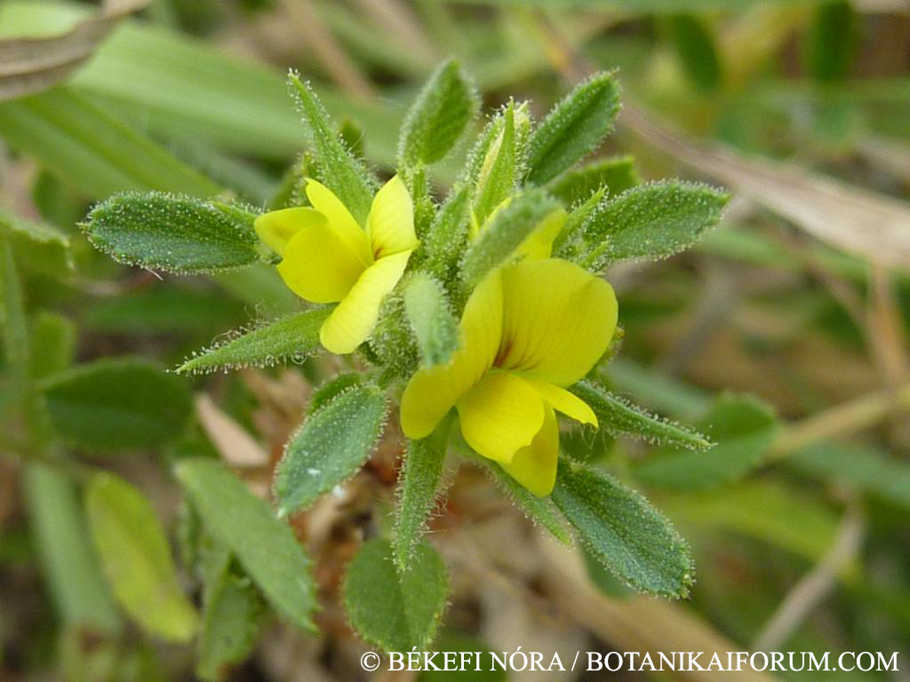 Ononis pusilla L.