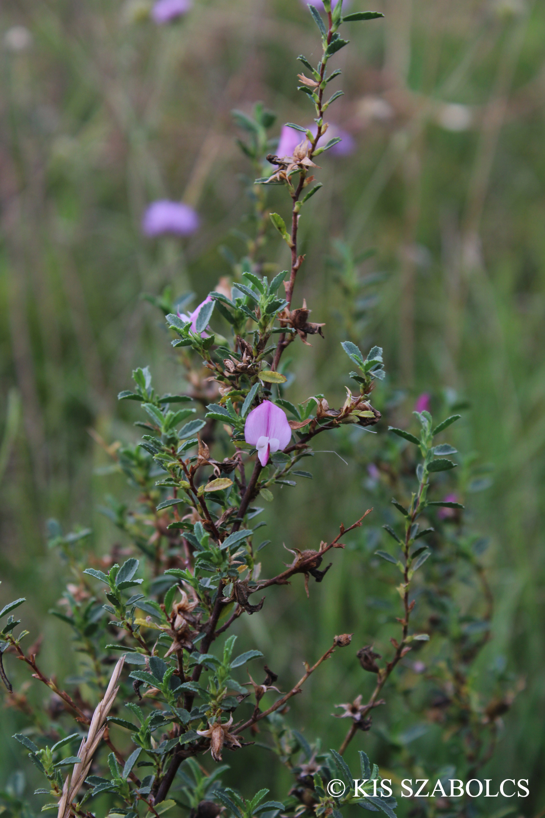 Ononis spinosa L.