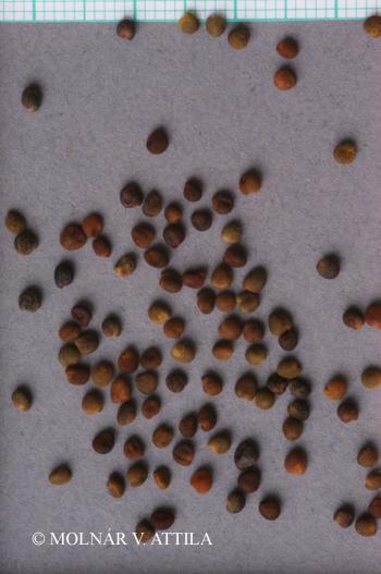 Ononis spinosa L. 3.Kép