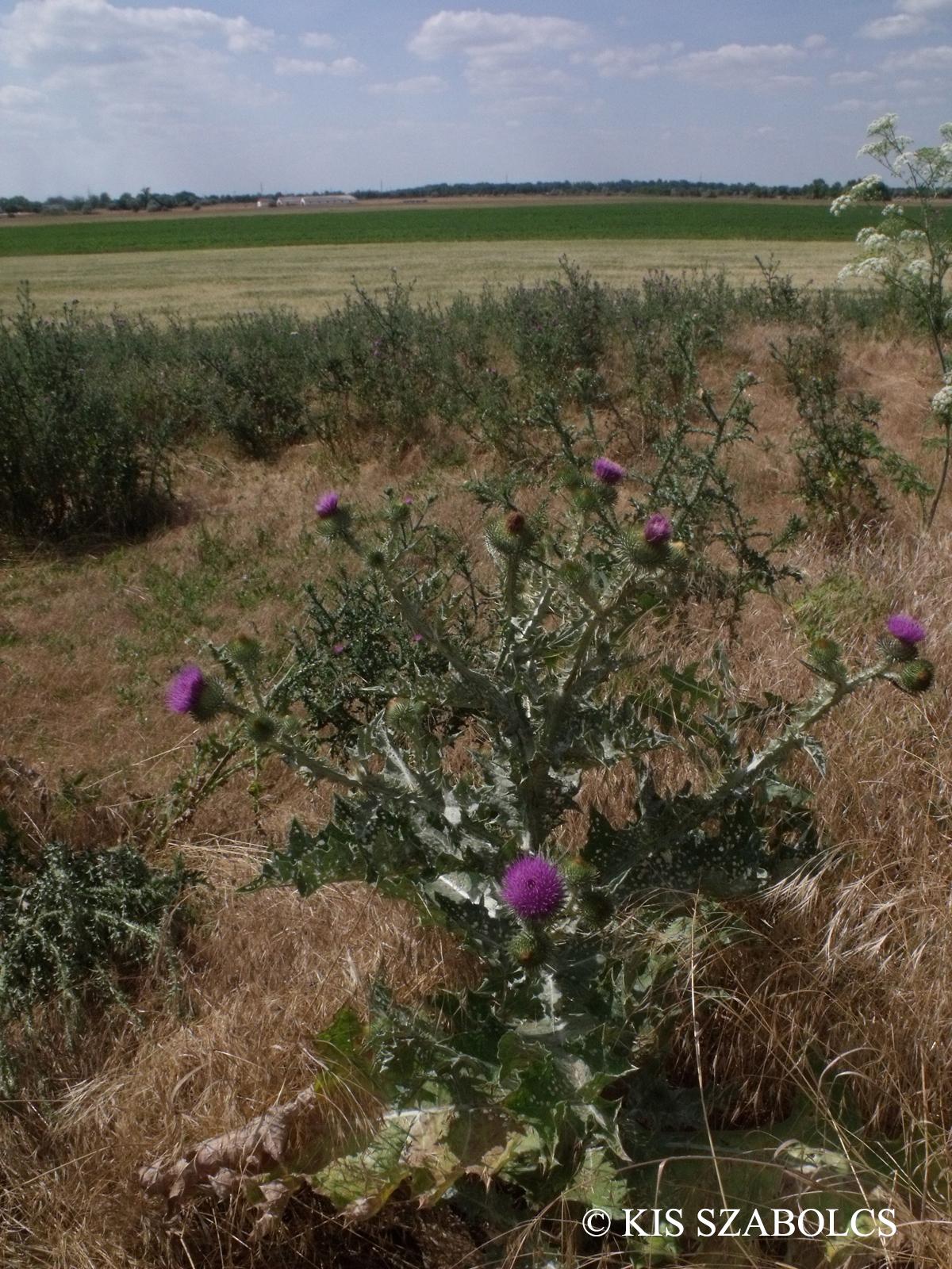Onopordum acanthium L.
