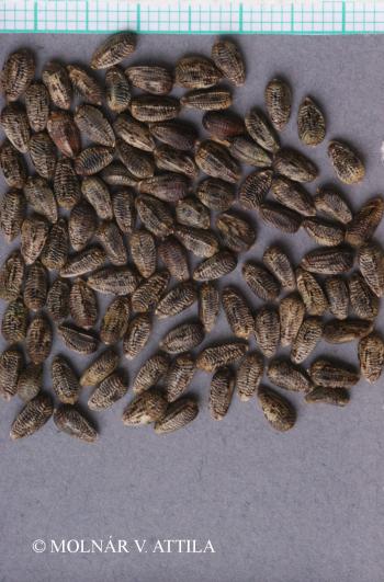 Onopordum acanthium L. 3.Kép