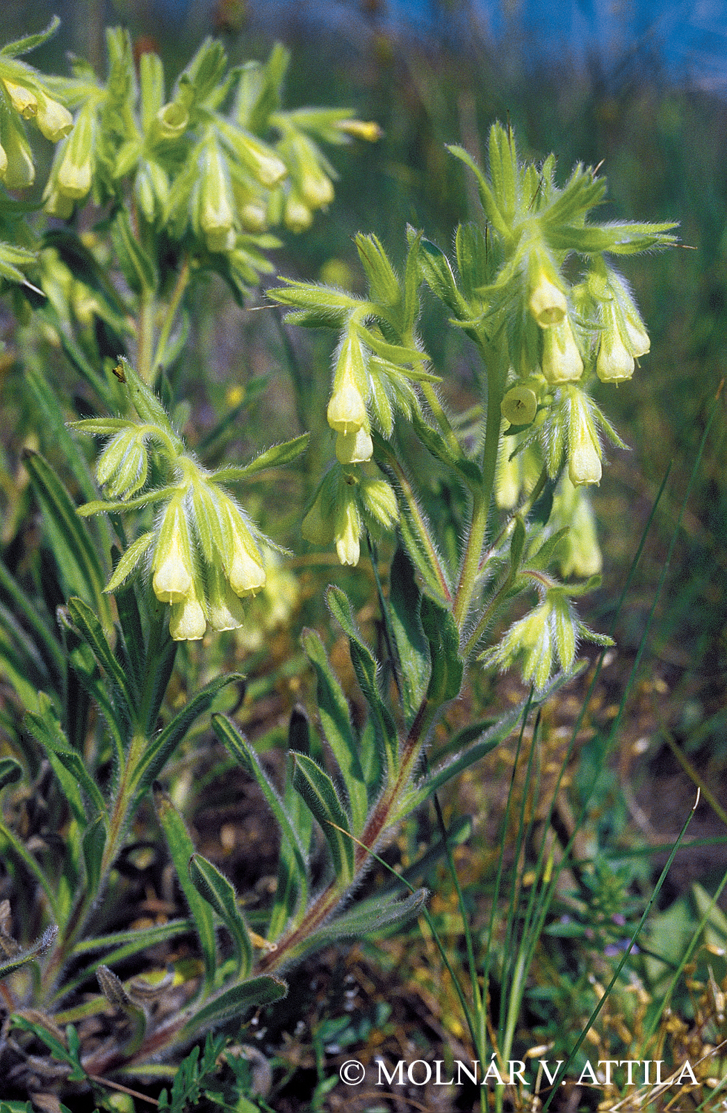 Onosma arenaria Waldst. et Kit.