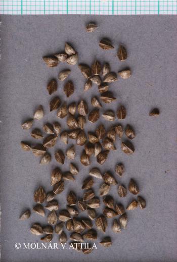 Onosma arenaria Waldst. et Kit. 2.Image