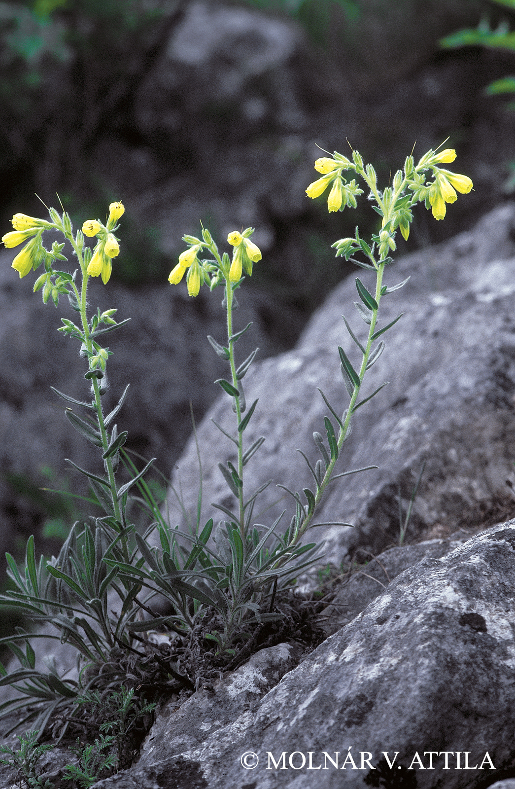 Onosma tornense Jáv.