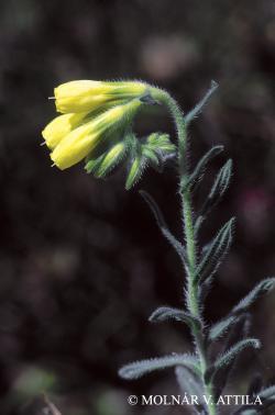 Onosma tornense Jáv. 2.Image