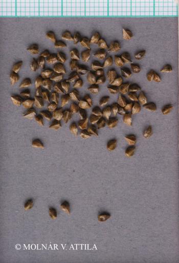 Onosma tornense Jáv. 3.Image