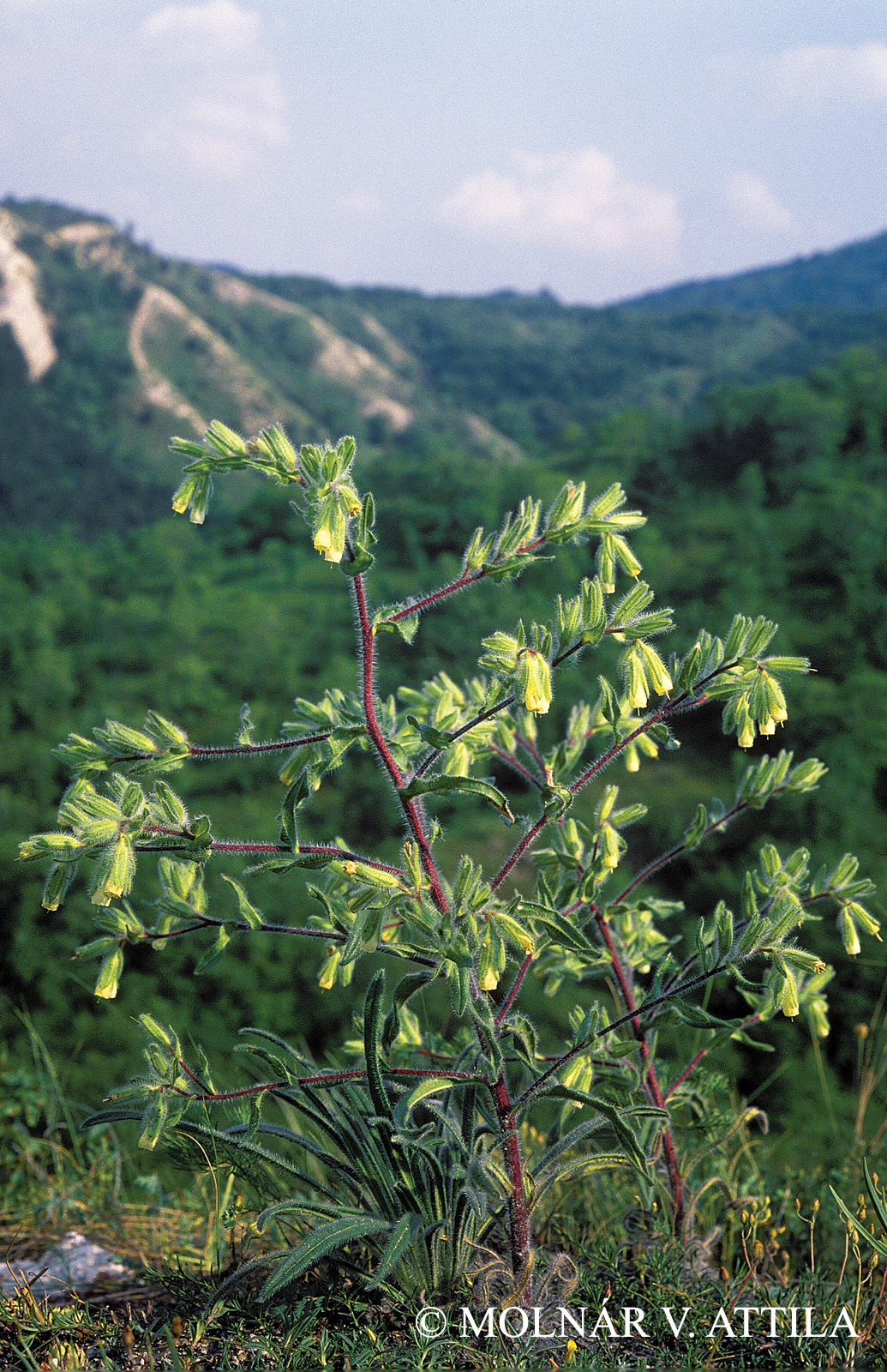 Onosma visianii Clementi