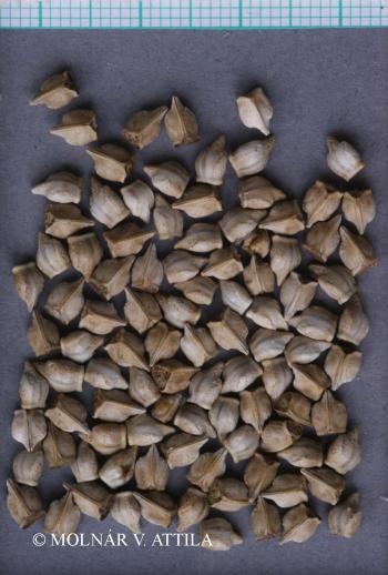 Onosma visianii Clementi 2.Image