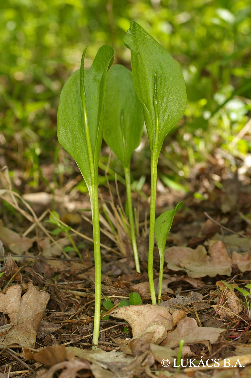 Ophioglossum vulgatum L.