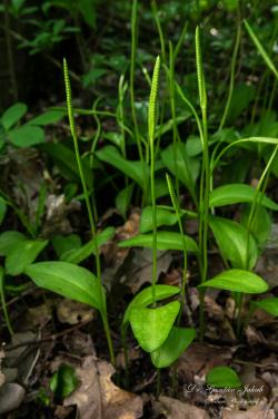 Ophioglossum vulgatum L. 2.Image