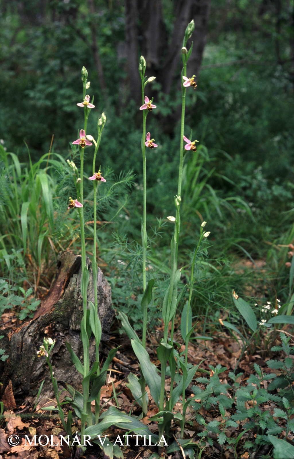 Ophrys apifera Huds.