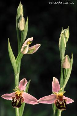 Ophrys apifera Huds. 2.Image