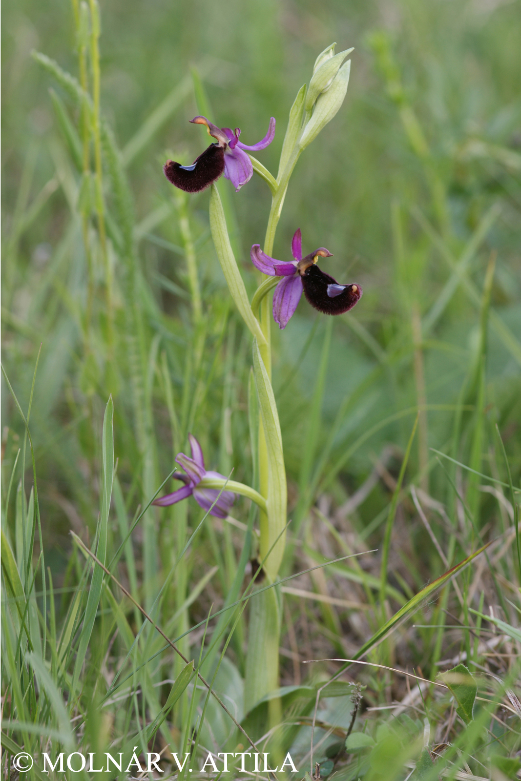 Ophrys bertolonii Moretti