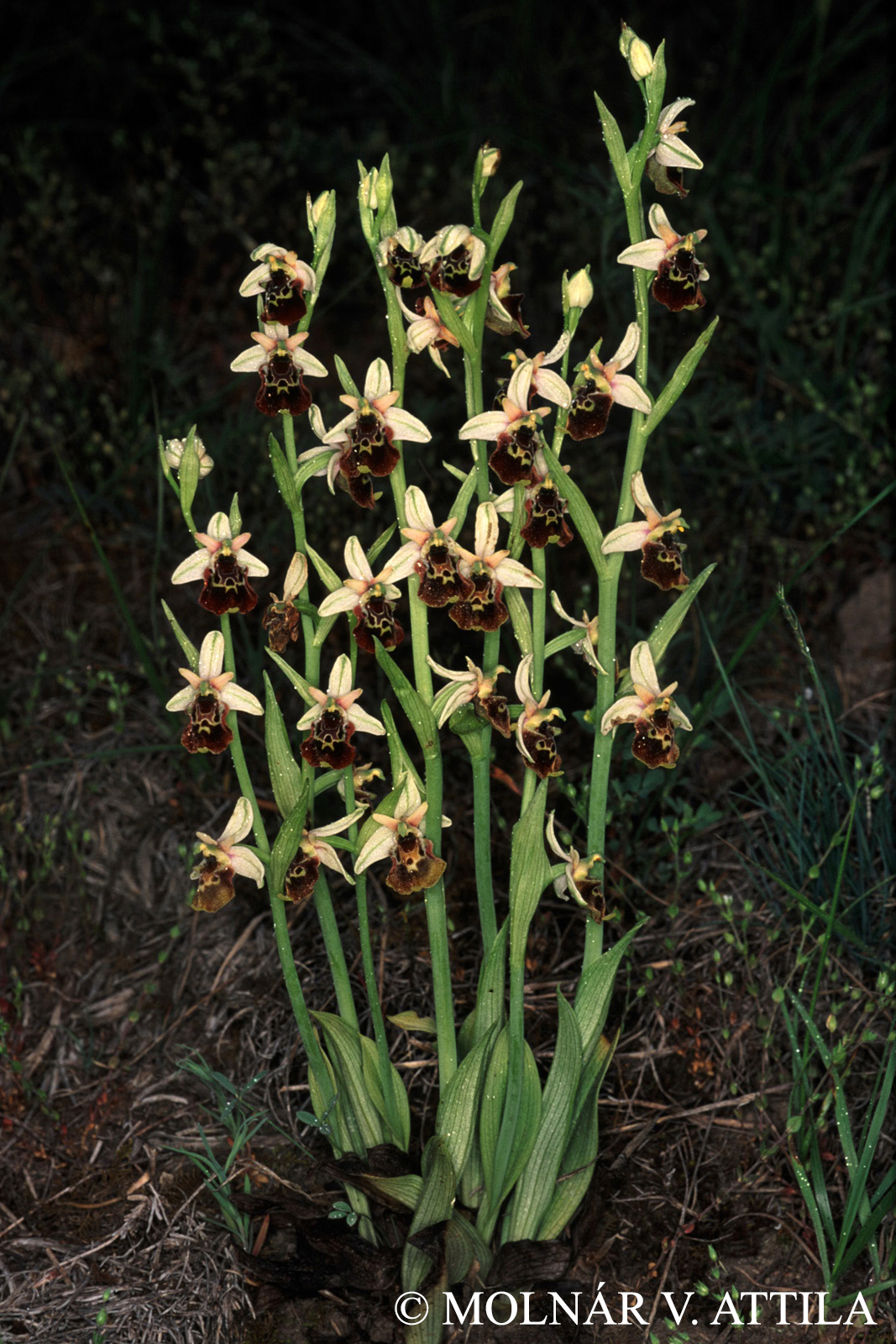 Ophrys fuciflora (F.W. Schmidt) Moench