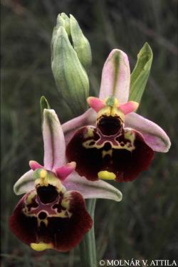 Ophrys fuciflora (F.W. Schmidt) Moench 2.Image