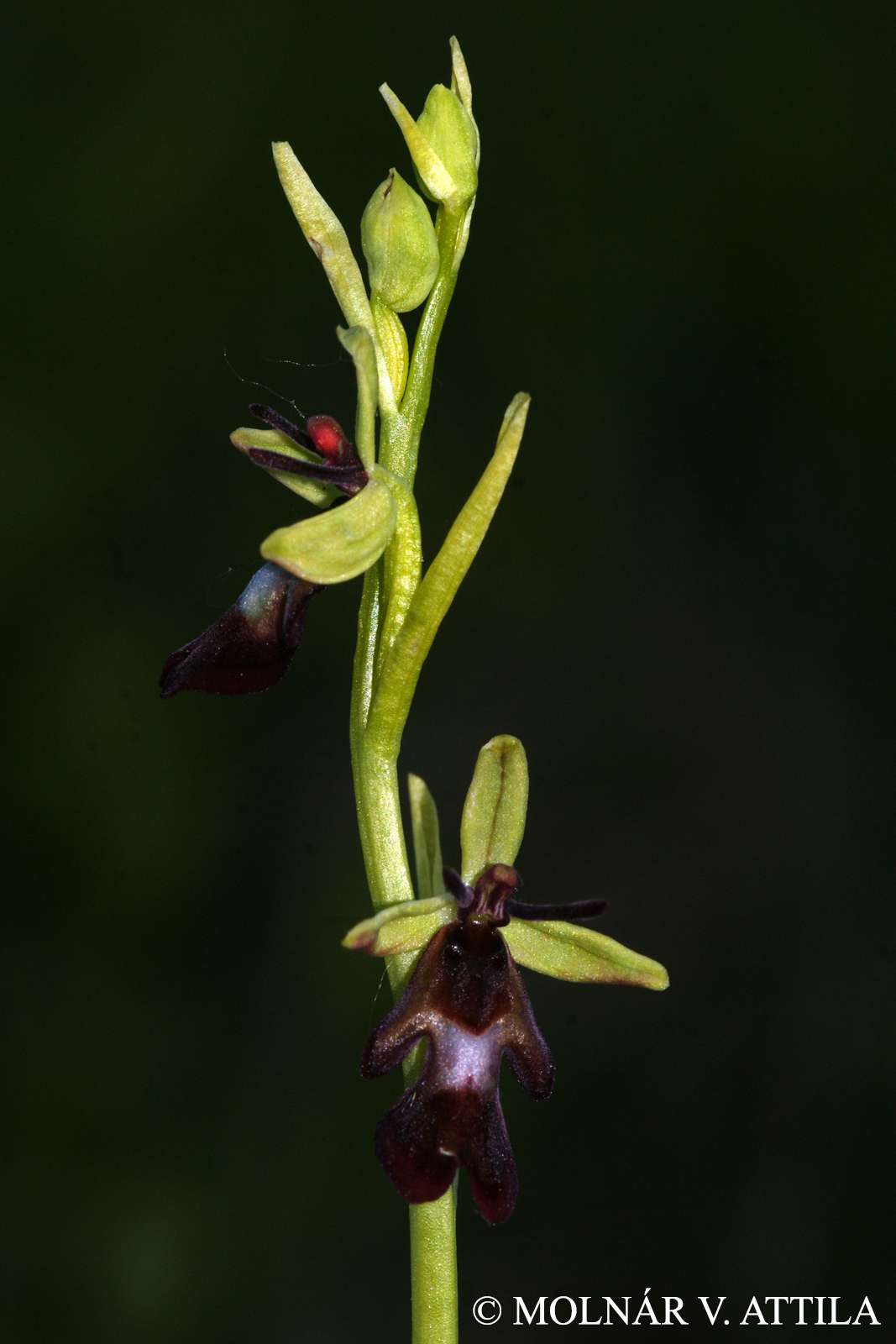 Ophrys insectifera L.