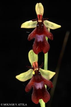 Ophrys insectifera L. 2.Image
