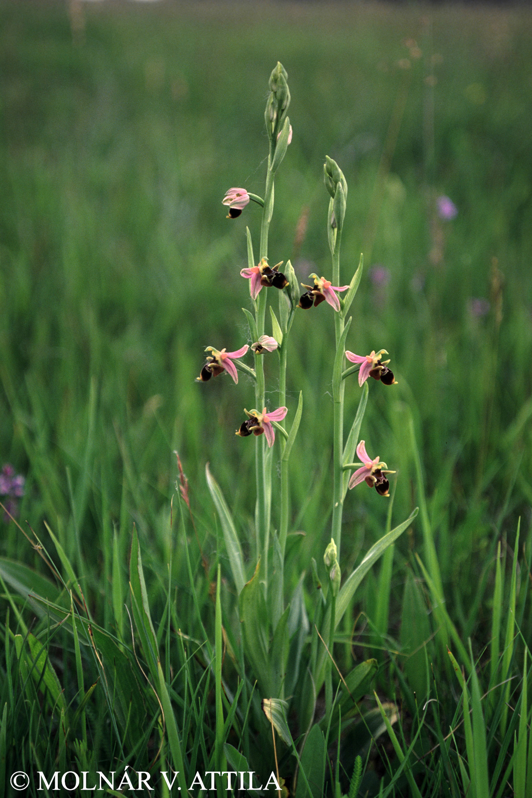 Ophrys oestrifera M. Bieb.