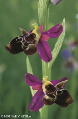Ophrys oestrifera M. Bieb. 2.Image