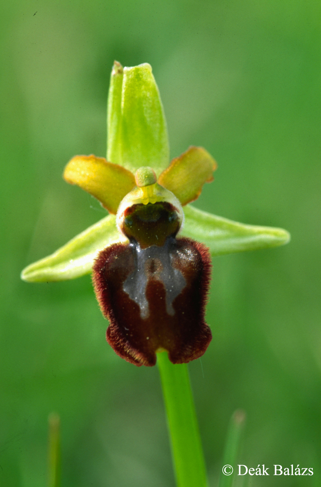 Ophrys sphegodes Mill.