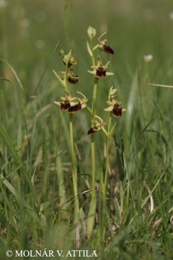 Ophrys sphegodes Mill. 2.Image
