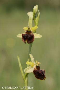 Ophrys sphegodes Mill. 3.Image