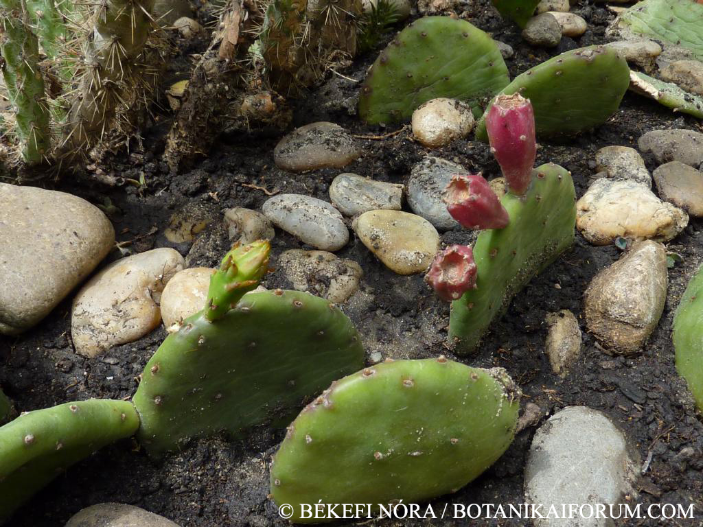 Opuntia humifusa (Raf.) Raf.