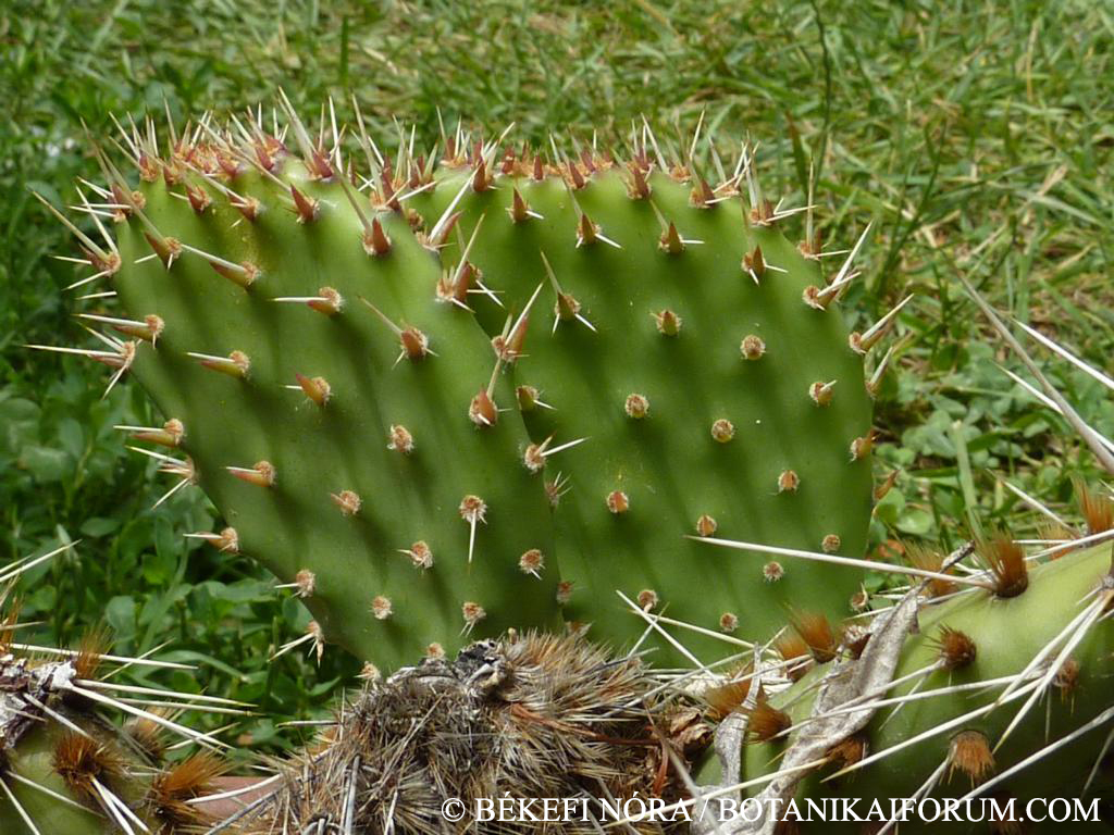 Opuntia phaeacantha Engelm.