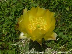 Opuntia phaeacantha Engelm. 2.Image