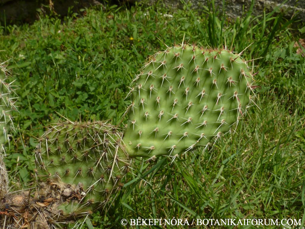 Opuntia polyacantha Haworth