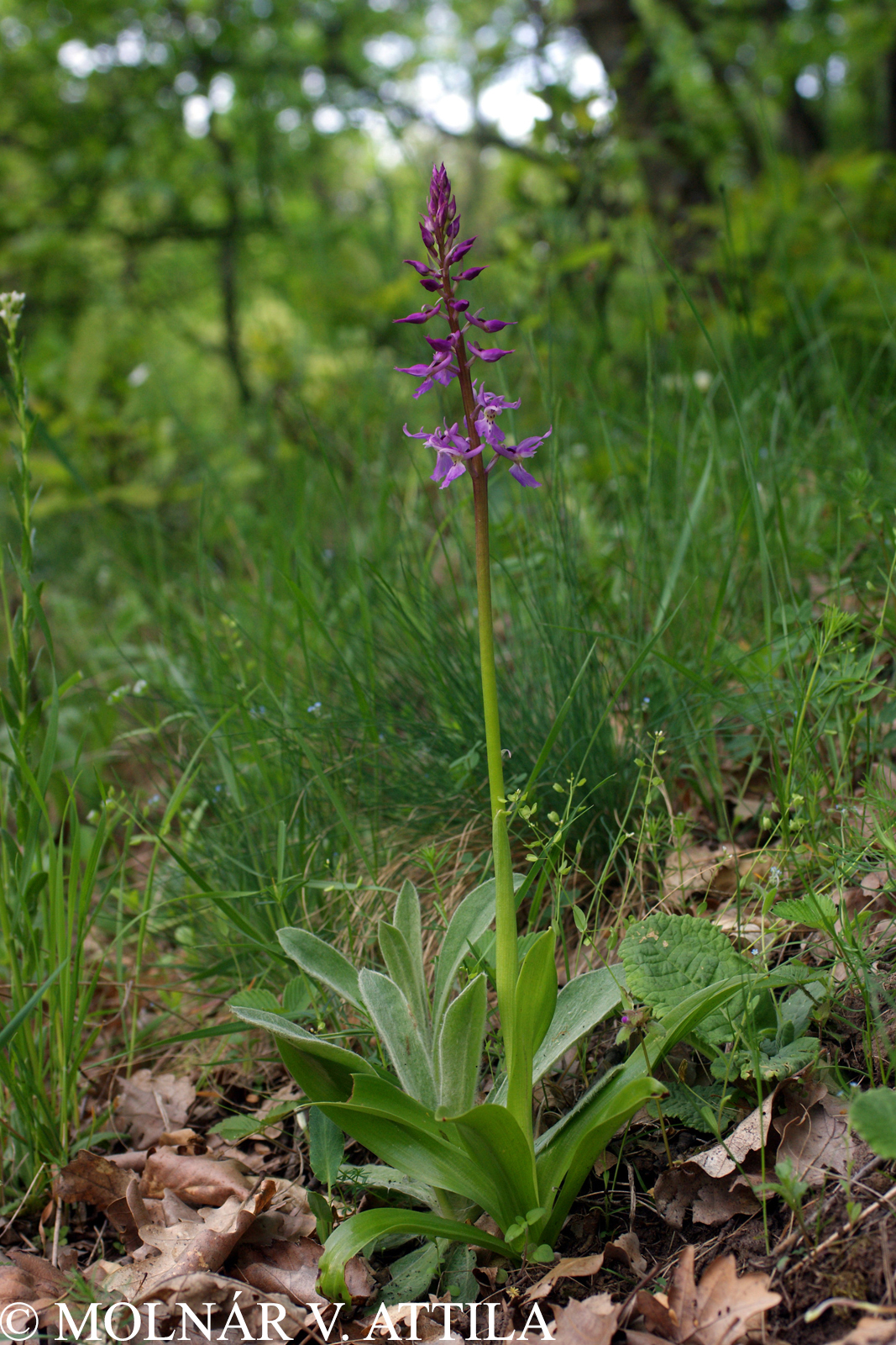 Orchis mascula (L.) L. subsp. signifera (Vest) Soó