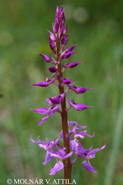 Orchis mascula (L.) L. subsp. signifera (Vest) Soó 2.Image