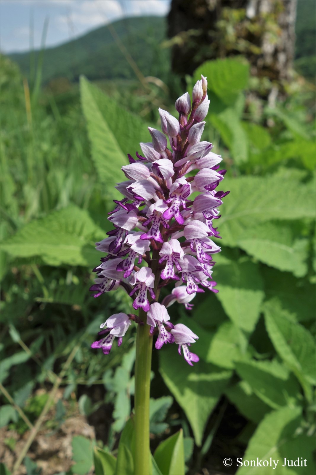 Orchis militaris L.
