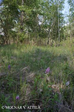 Orchis militaris L. 3.Image