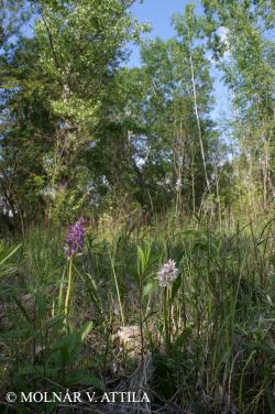 Orchis militaris L. 2.Image