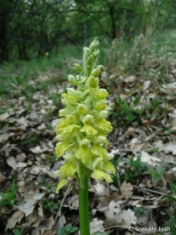 Orchis pallens L. 2.Image