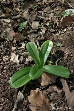Orchis pallens L. 3.Image