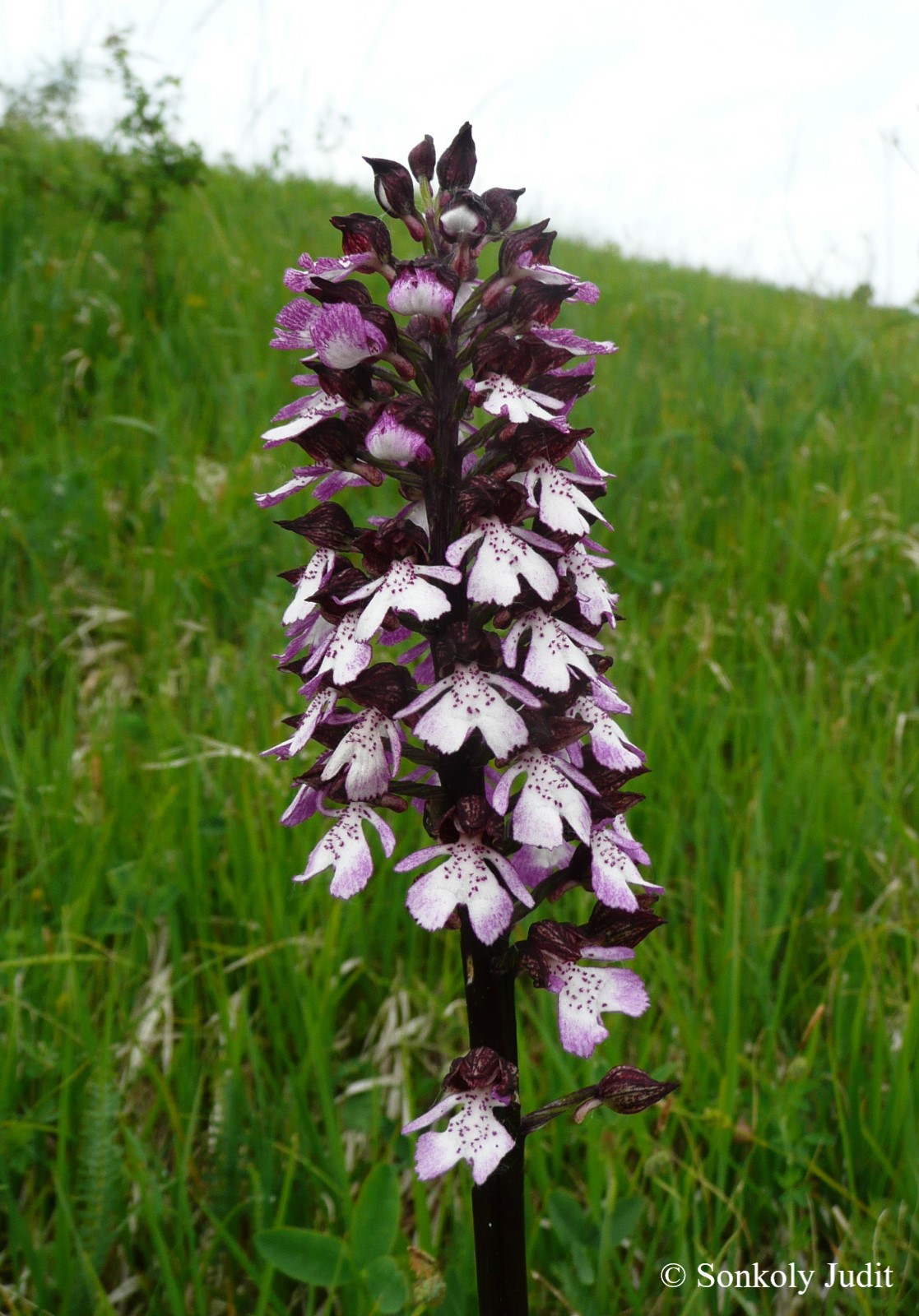 Orchis purpurea Huds.