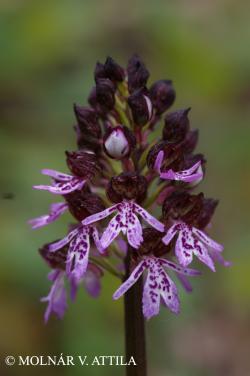 Orchis purpurea Huds. 2.Image