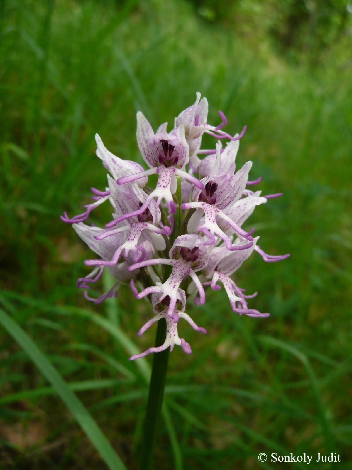 Orchis simia Lam.