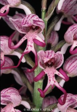 Orchis simia Lam. 2.Kép