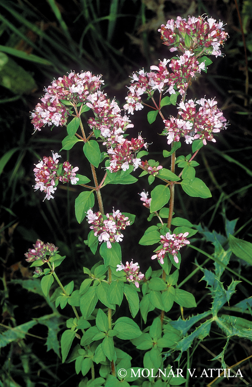 Origanum vulgare L.