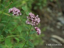 Origanum vulgare L. 2.Image