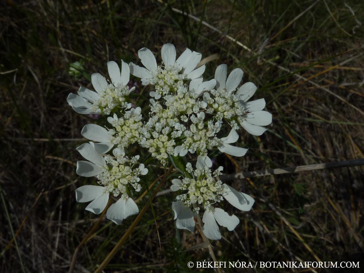 Orlaya grandiflora (L.) Hoffm.
