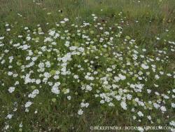 Orlaya grandiflora (L.) Hoffm. 2.Kép