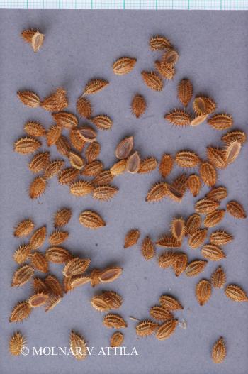 Orlaya grandiflora (L.) Hoffm. 3.Kép
